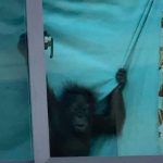 中国人在泰国豪宅“养猩猩”？警方突袭搜查！-华人博彩-博彩社区-博彩论坛